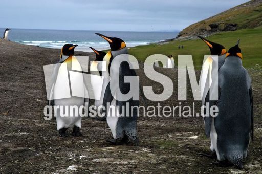 Königspinguin (18 von 84).jpg